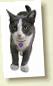 cat1